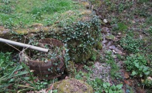 Roan Mtn April 2010 017